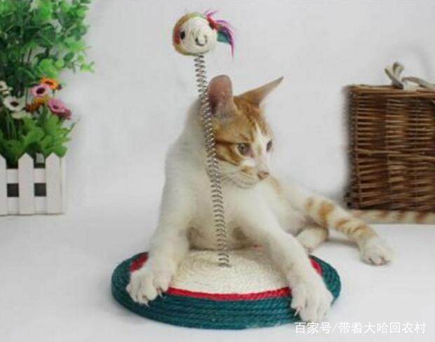 吸引猫咪的叫声猫咪最怕的声音 21b76e8fe5514ac2b035e2b332ef52dd.jpeg