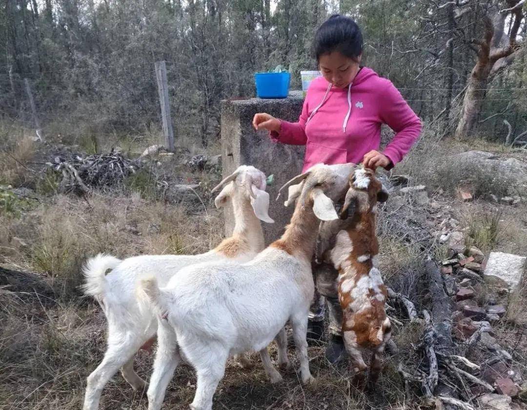 华人姑娘嫁新西兰老公 8年亲手打造180亩大农场 水电 蔬果自给自足 生活