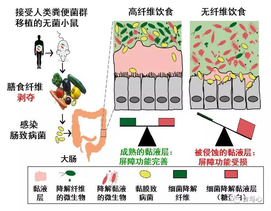 肠漏,你必须知道的热知识1:肠漏与消化道问题和癌症