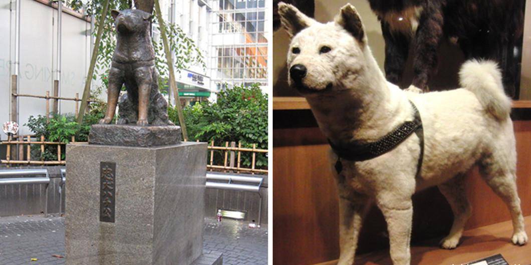 八公耐心等待主人的真实照片,让网友再一次感受那曾经的忧伤