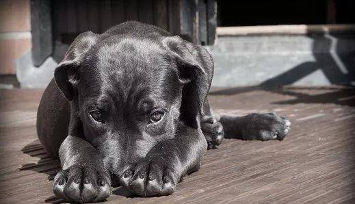 如何给狗狗去跳蚤 3ccfe4f95f07445aa929f13ac0103f61.jpeg