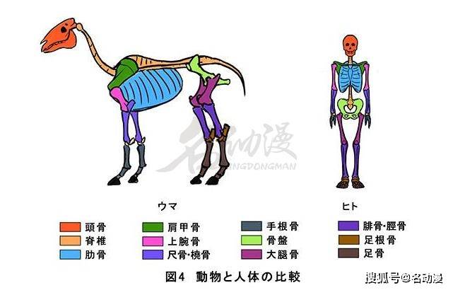 动物的身体结构是怎么画出来的