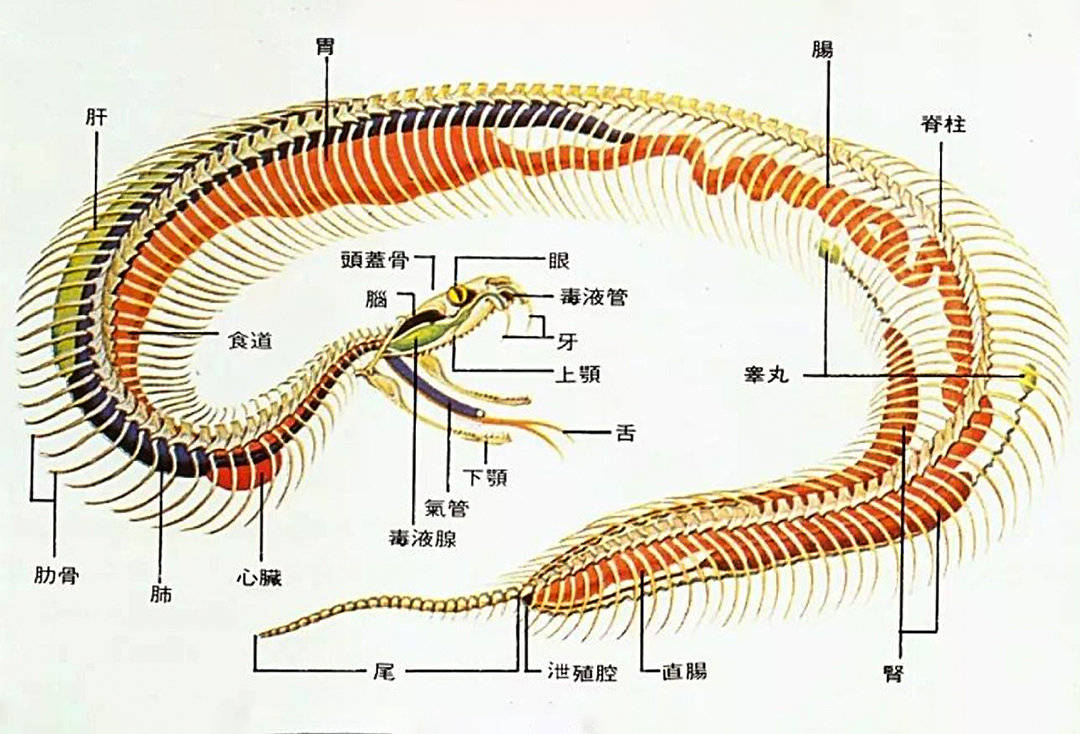 原创银环蛇是中国最毒的毒蛇吗它们咬一口就致命银环蛇只能排第三