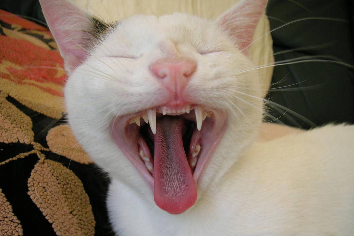 这是什么神仙美貌！下牙长歪的猫咪颜值爆出天际！_牙齿