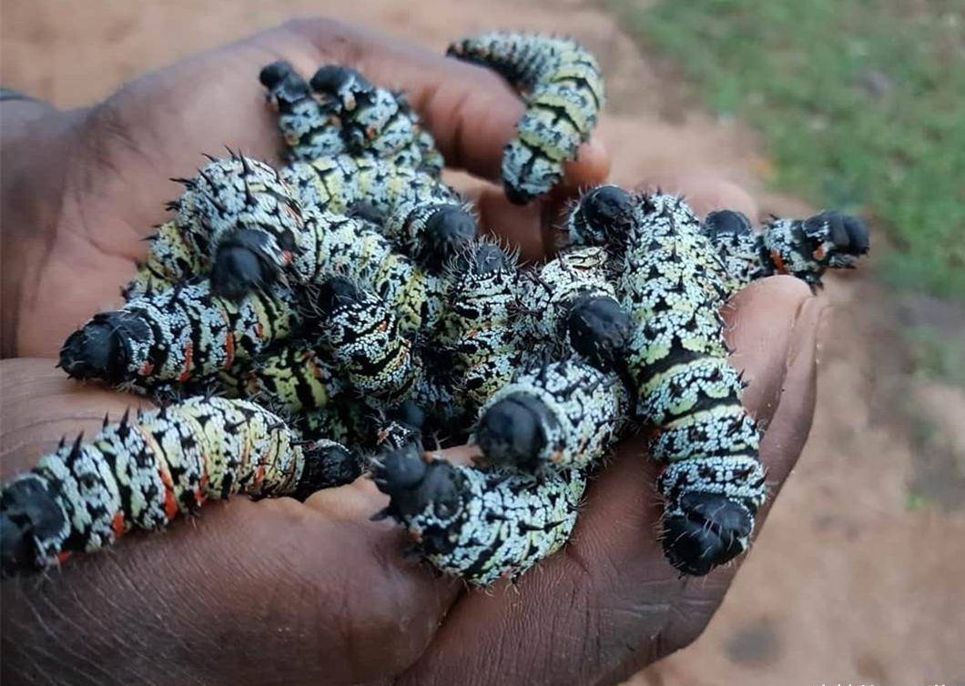 10厘米长的非洲毛毛虫,蛋白质含量是牛肉的三倍,但快被吃光了_当地人