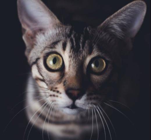 怎么才能有效的解决猫毛过敏 d15152d898894fdaa1d782e74ce77084.jpeg