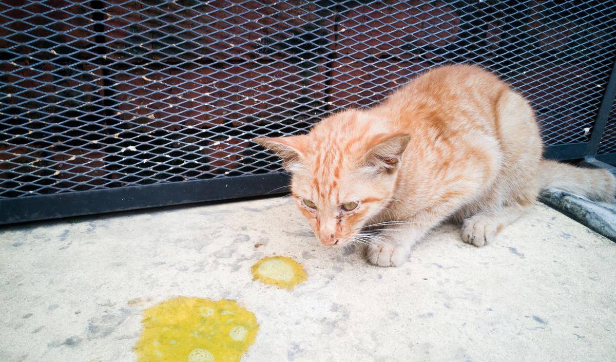 怎么养小猫便宜省钱 f1ec2819dcf5489292d25e249bedf6d0.jpeg