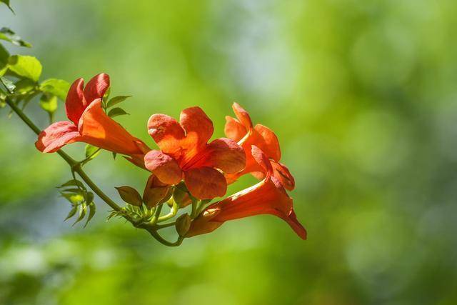 凌霄花为什么又叫死人花(凌霄花的养殖方法和注意事项)