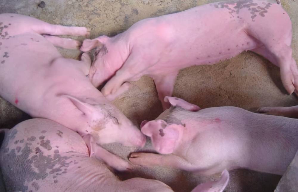 猪无名高热症怎么治疗猪无名高热打什么针治疗方案来了