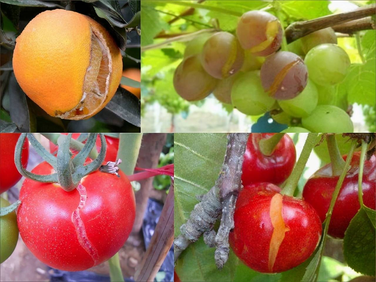 果实总是裂果畸形果应该用什么肥