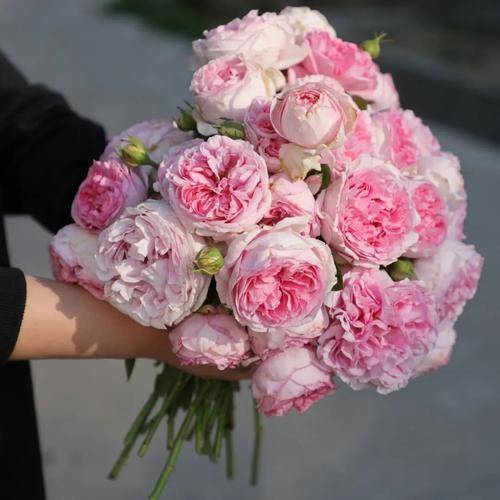 忘了果汁阳台吧阳台养棵伊芙唯一多季节开花花美香味浓