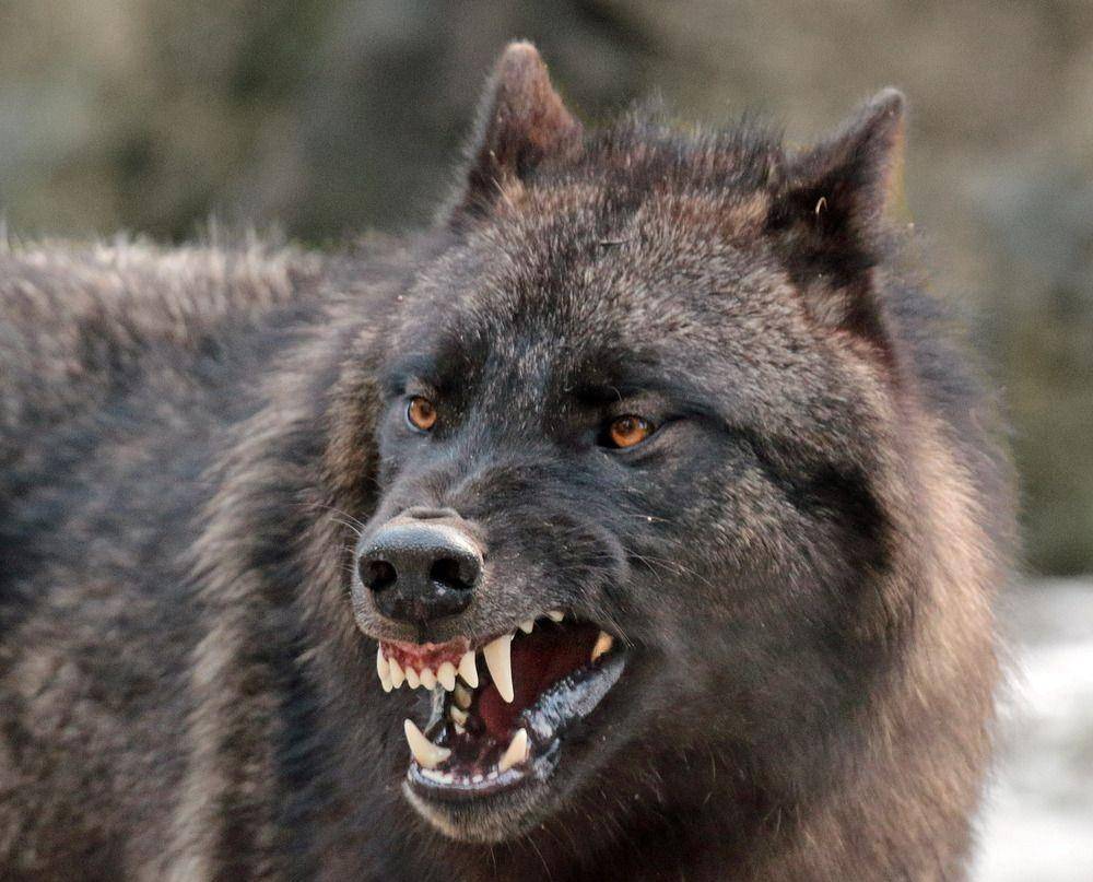 轻松完爆狼族的4种猛犬，一种混入黑豹基因，至今未被归入犬科_库达