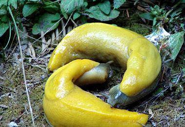 所以不管是鸟类,哺乳动物,爬行动物甚至是老鼠,遇到香蕉蛞蝓的时候