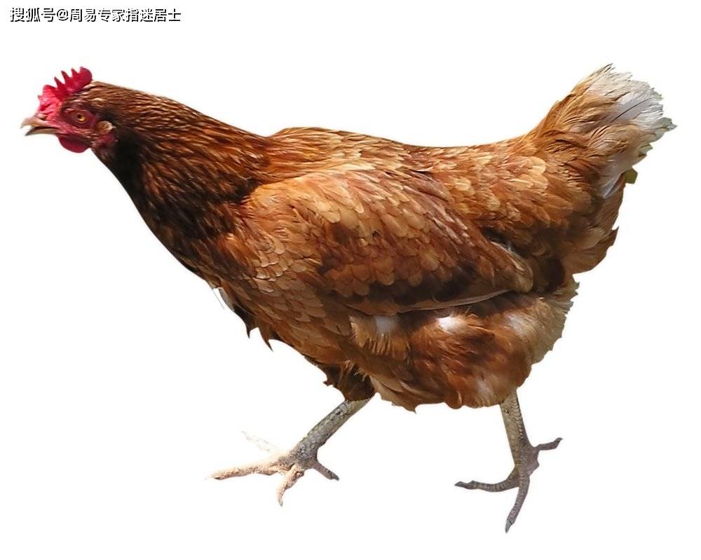 什么生肖最爱属鸡男 6a88521befa244cebe614c51d3f6748f.jpeg