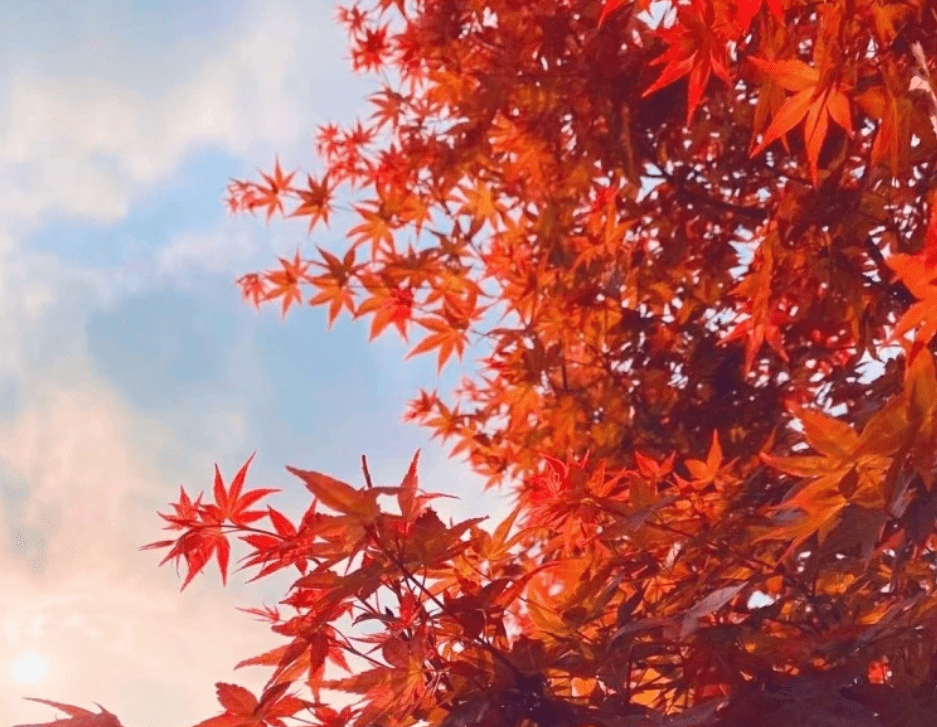 春天其实也是红叶的季节 所谓的 春枫得意 值得观赏 焰枫