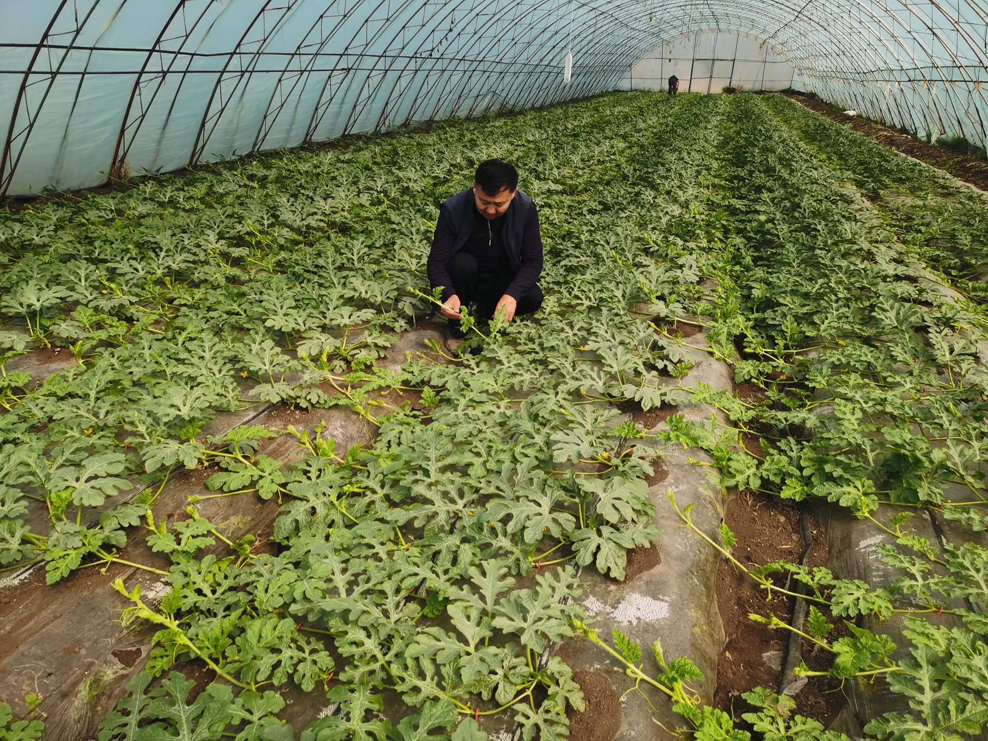 黑龙江兰西县张百臣:棚室香瓜甜 年赚百万元_种植业