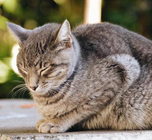 小猫的视力为什么这么好 cfd7def662b047d5918ab70afd944d3c.jpeg