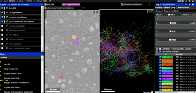 成像|1.3亿突触、数万神经元，谷歌、哈佛发布史上最强三维人脑地图