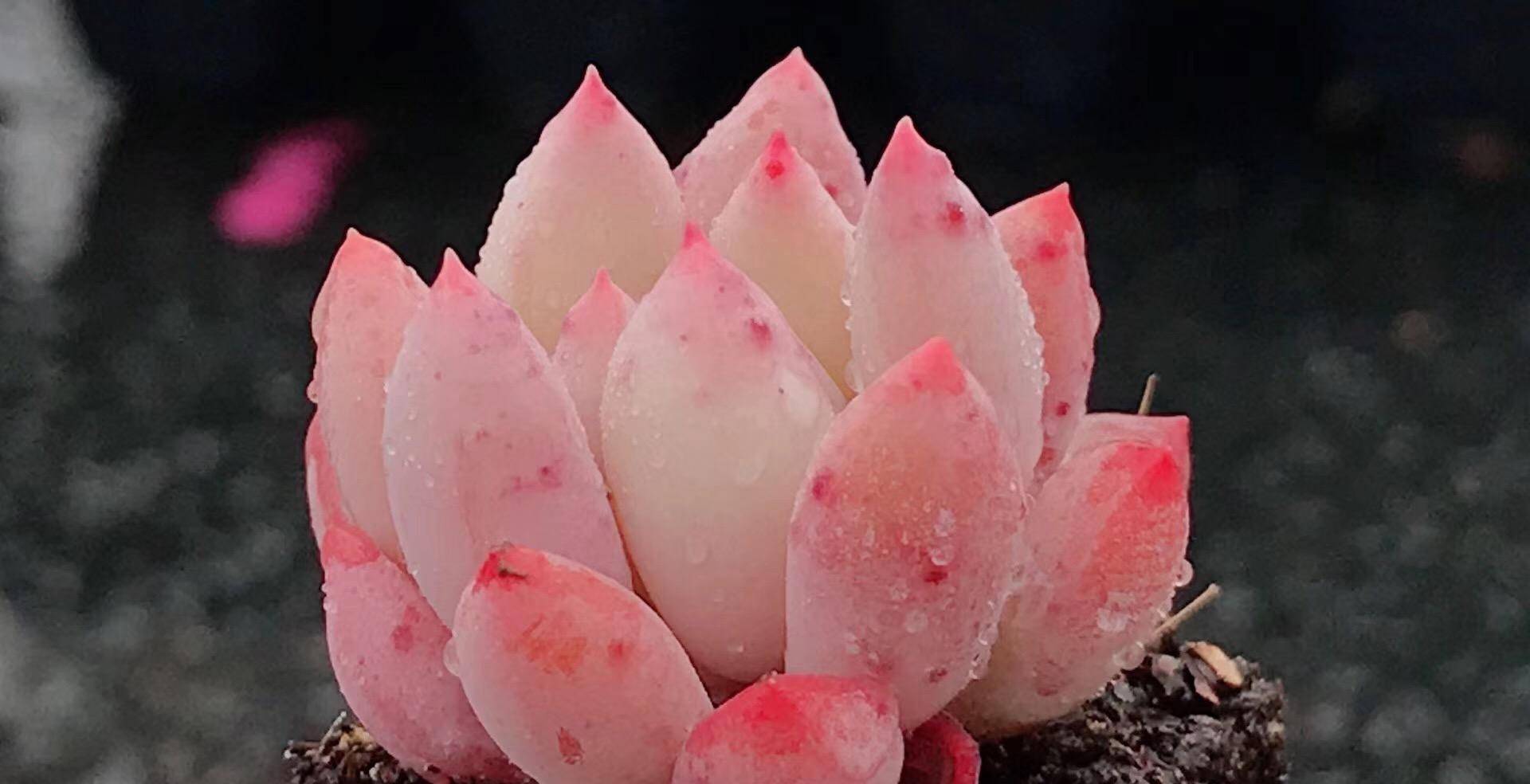 以胖为美的12款漂亮多肉很多都是大普货喜欢养多肉一定别错过