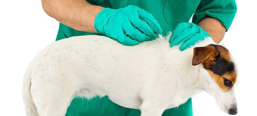 狗狗养多久不能送人 fd9bfc6a8bd04b33b6b02d040431c949.jpeg