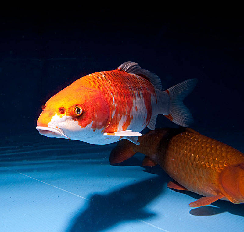 原创吃金鱼是什么感觉总让人感觉不舒服其实是心理因素