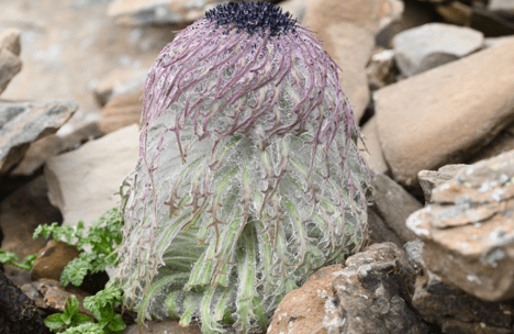 小金县四姑娘山首次发现国家一级保护植物玉龙蕨