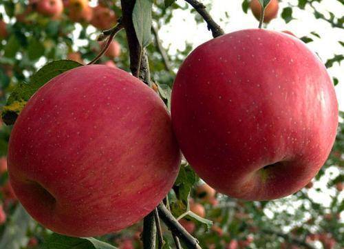 古代苹果不叫 苹果 而是有一个很唯美的名字 日本至今还在用 林檎