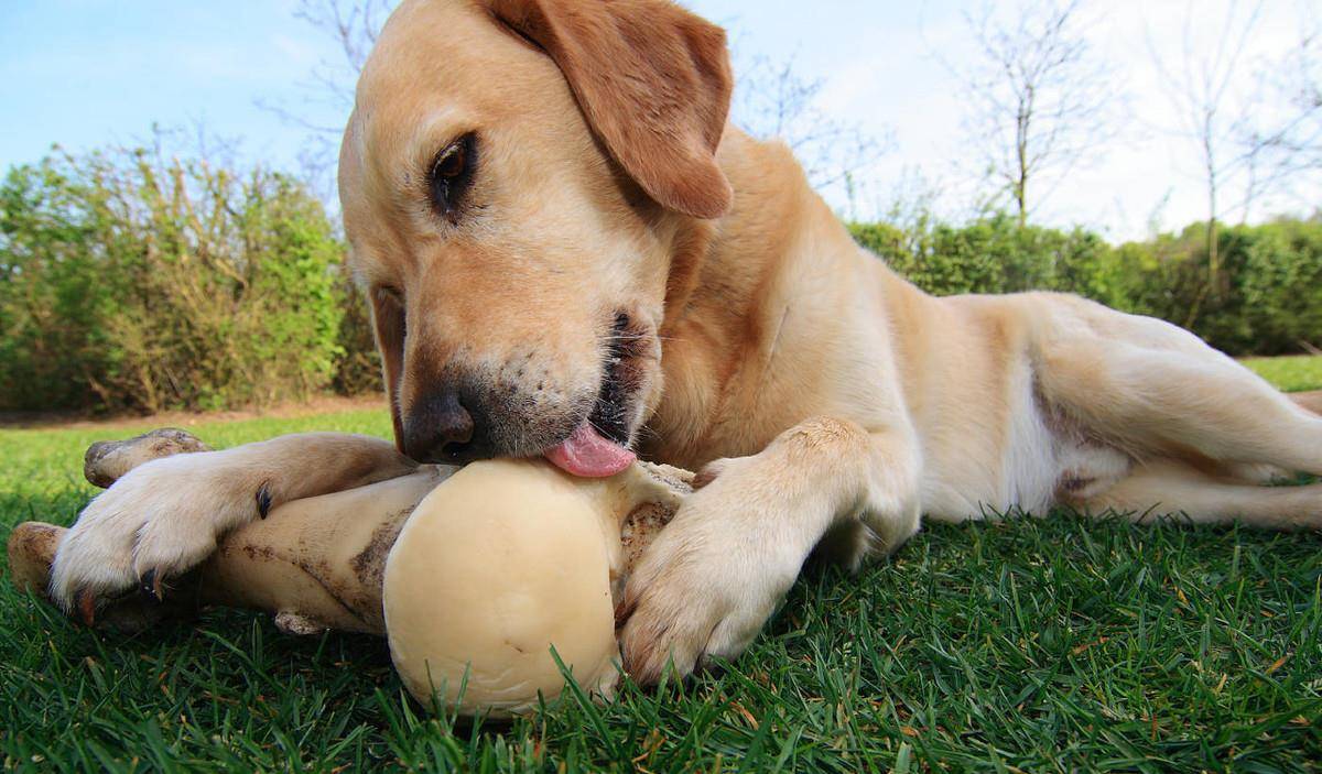 智商排名第一的狗_狗智商排名(2)
