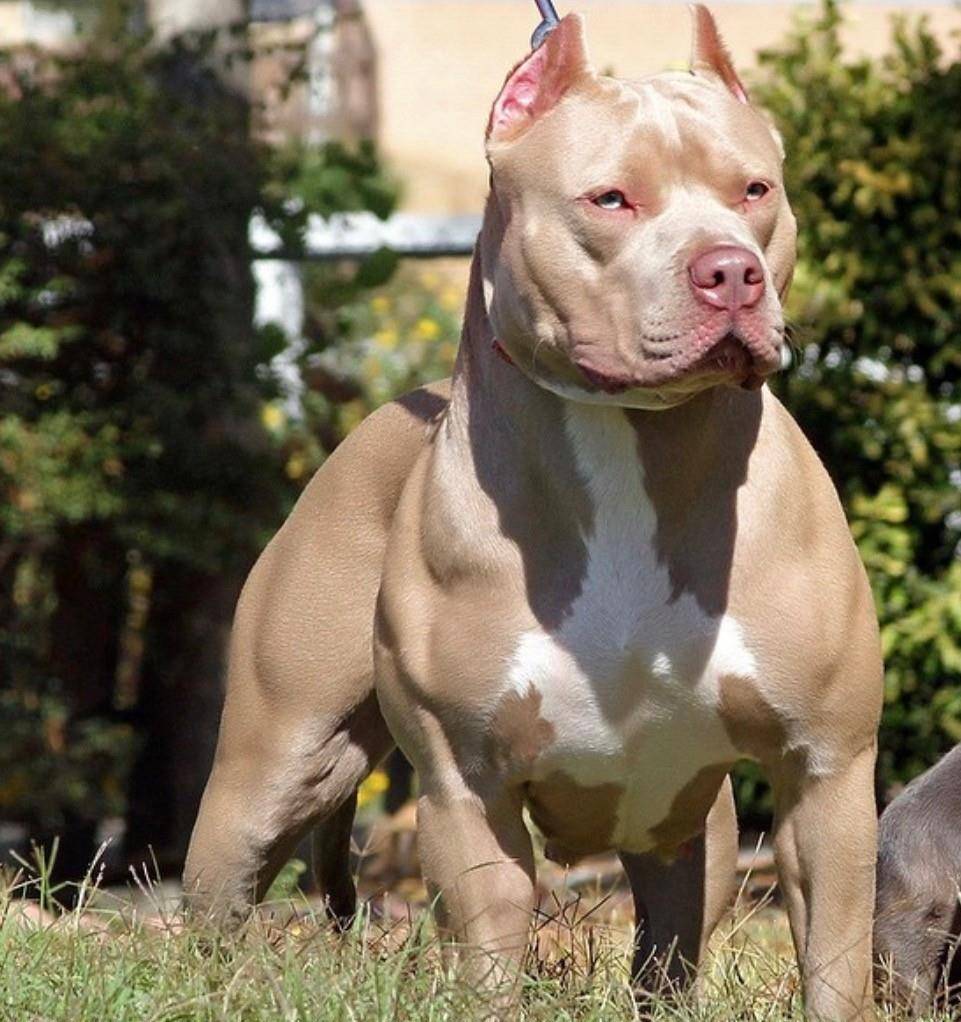 美国名犬恶霸,出了名的大食量的犬种,看到它们一身强壮的肌肉以后,你