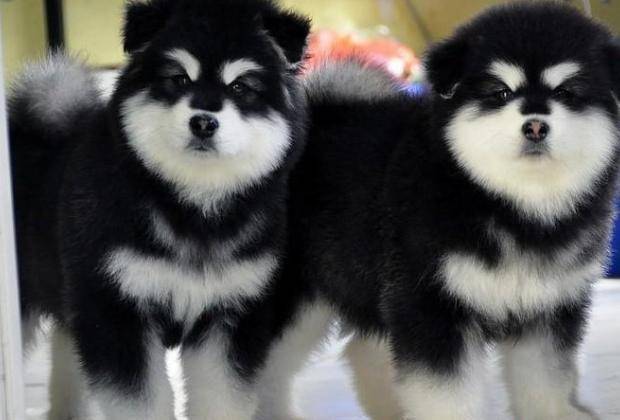 长得像哈士奇 但是性格很沉稳 你知道是谁吗 大个子