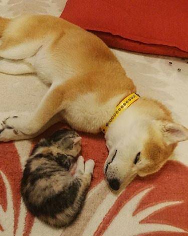 猫咪救援队的电话 068ddec383974a9e8821eda58ad49d62.jpeg