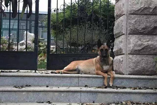 工作犬退休后看大门 一只猫咪每天都来陪它 好暖 狗狗