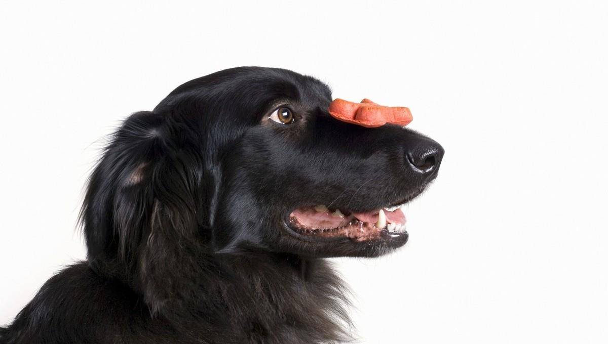 怎么教狗狗不乱咬人 174cc861e9a545e287cc0f888fc5c003.jpeg