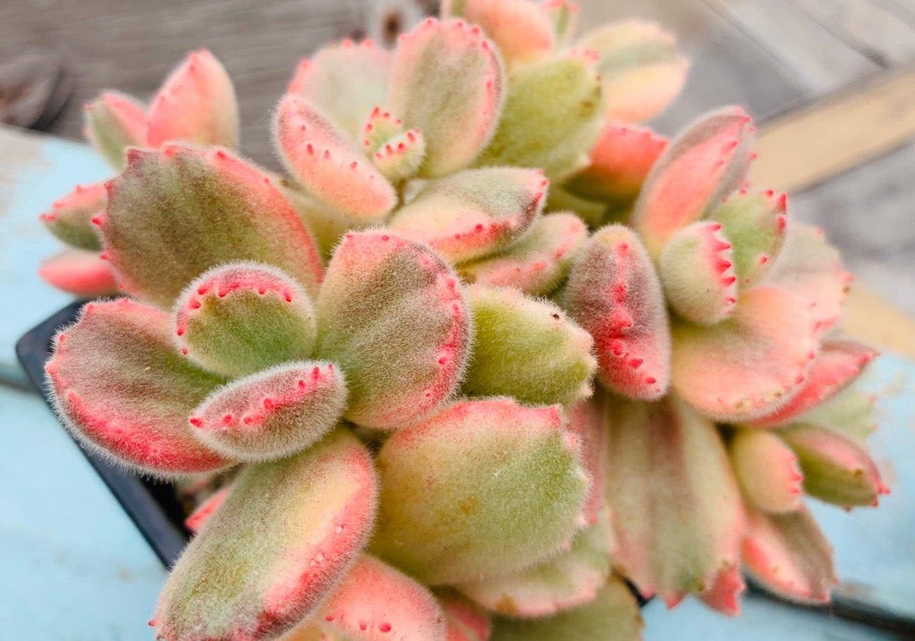 多肉熊童子,颜值高价格还便宜,做好5点,红叶尖肥叶片都要