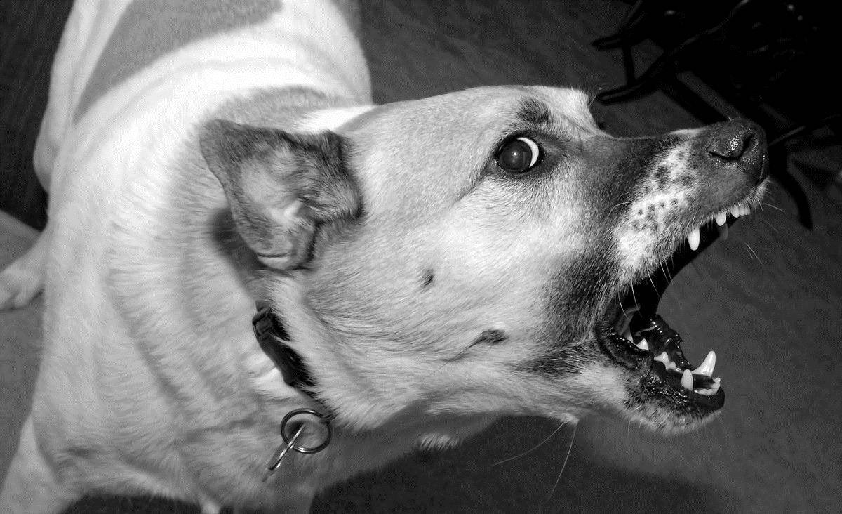 狗和猫的狂犬疫苗一样吗 99f8723a582146bf97e172721b01547f.jpeg