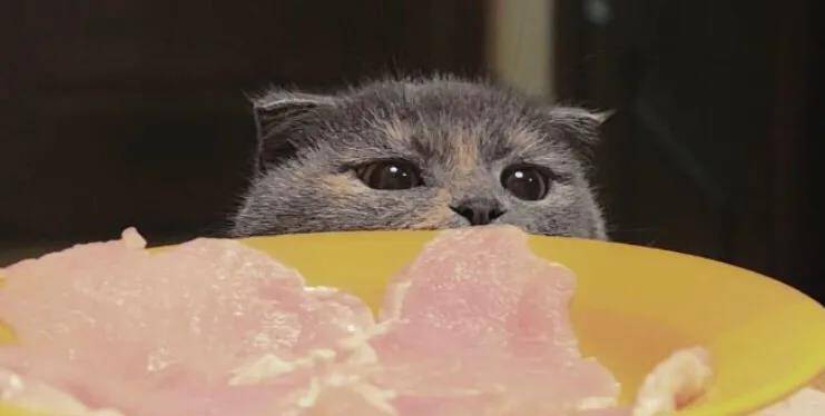 猫爱吃什么味的猫粮 c876efd3643f4876b4a2b839cc48c576.jpeg