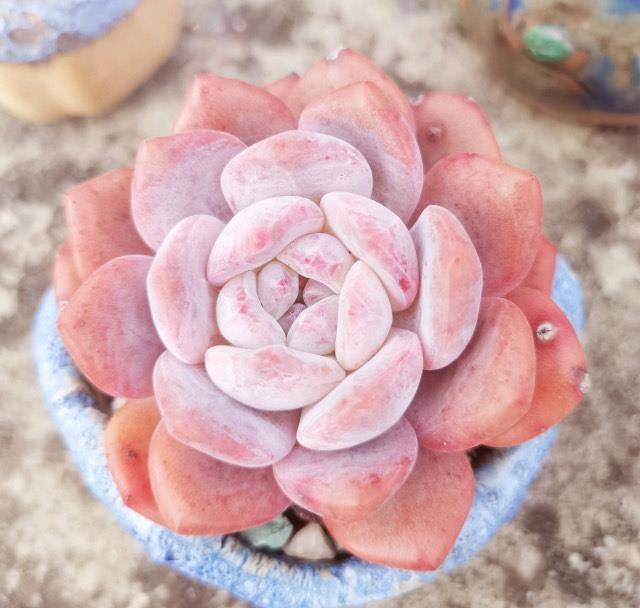 多肉叶插要不要剪母叶 f244724e24d14da0b142e256c63dca1f.jpeg