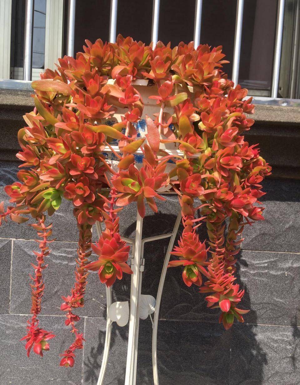 新手必备的多肉火祭当成吊兰养颜色火红就像瀑布一样漂亮