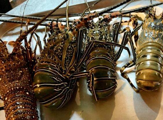 原创在非洲买4只手臂长的大龙虾给500却不让走老板的做法让我懵圈