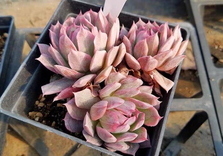 火焰杯多肉,升级版的紫罗兰女王,南阳台隔着玻璃晒太阳,也能红