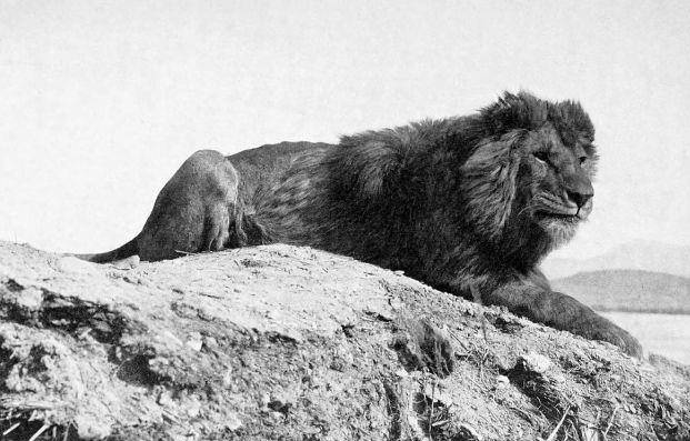 原创灭绝前的巴巴里狮可能一直过着笼中生活营养不良骨骼畸形