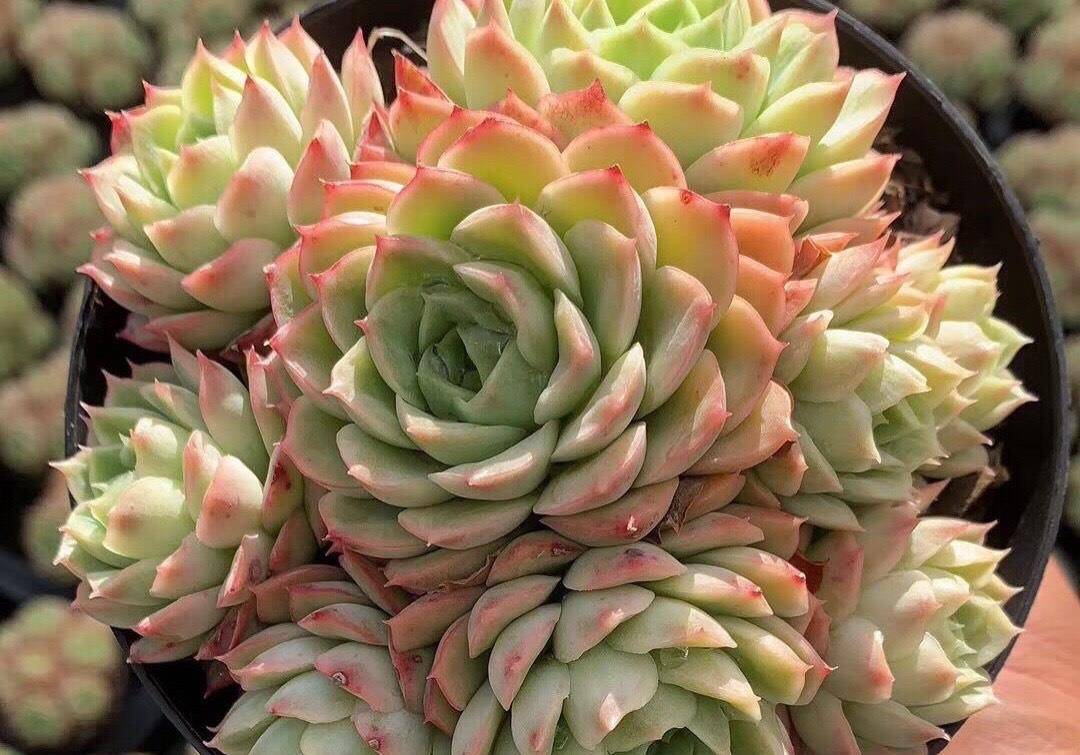 能养出果冻色更好,没状态也不丑的多肉酸橙辣椒,颜色清脆很清新