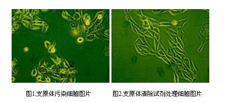 污染|细胞房支原体污染如何预防？