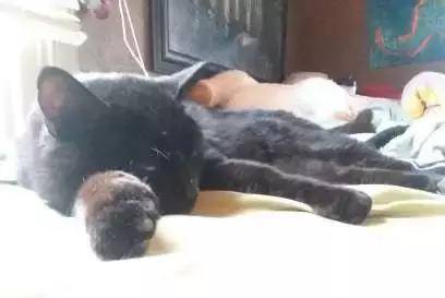 猫去世了埋在树下 2f08afba4a22416eb9fae477126d1cd4.jpeg
