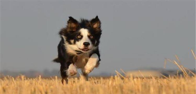 宠物排名前十_排名前十微信头像图片