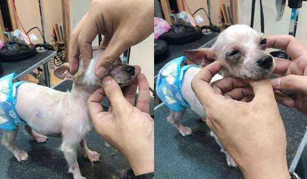 小欧|桃园妈带孩子弃养9年狗 美容师叹:它很亲人