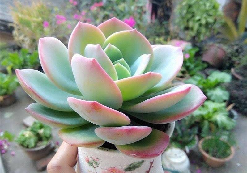 霸气而不失唯美的多肉白凤用大盆养成老桩出了状态人见人夸