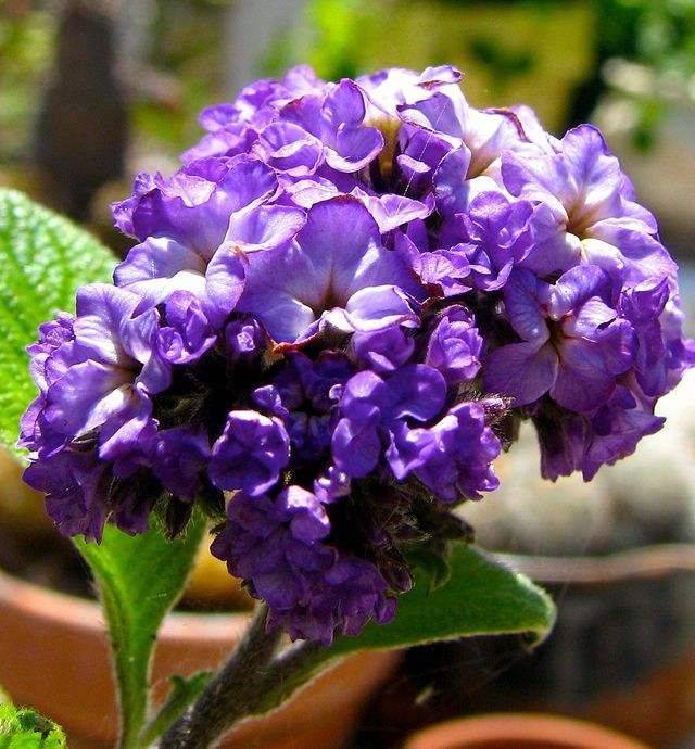 香水草又被称为洋茉莉,它在开花的时候是由很多小小的花朵聚集而成,看