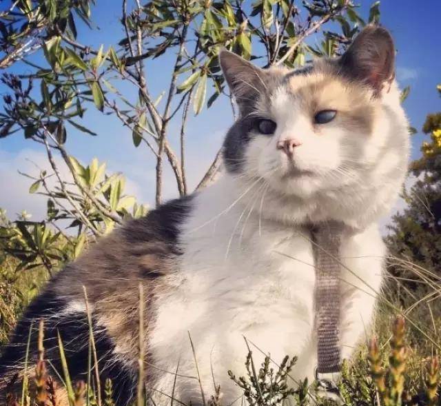 梦境解析,邂逅灵猫奇缘——探索梦中黑色玉眼小猫的奥秘 梦境解析,邂逅灵猫奇缘——探索梦中黑色玉眼小猫的奥秘