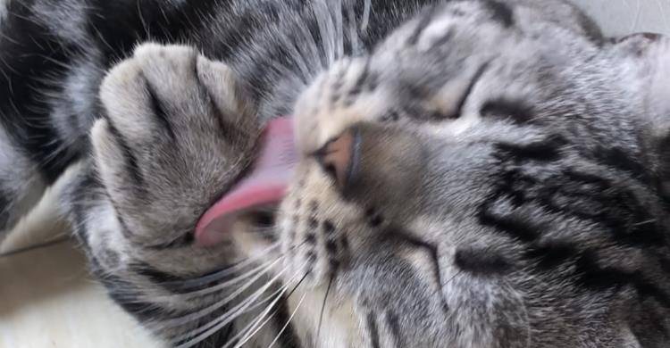 猫奴们觉得这是爱吗？其实都是养猫雷区！